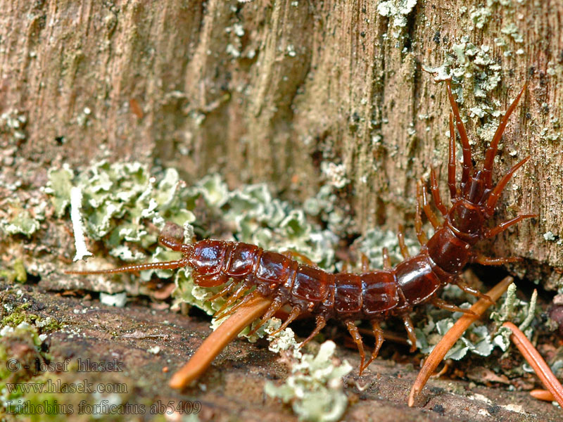 Lithobius forficatus Stonožka škvorová Gemeiner Steinläufer