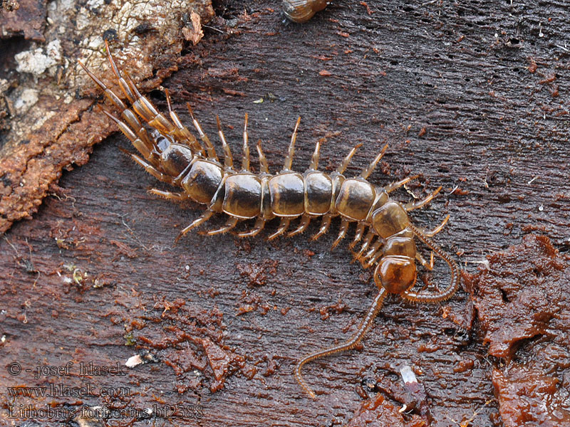 Lithobius forficatus Drewniak widełkowiec Обыкновенная костянка