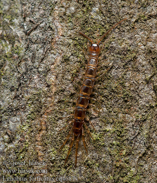 Lithobius forficatus Gewone steenloper Barna százlábú Stonôžka obyčajná Brun stenkrypare