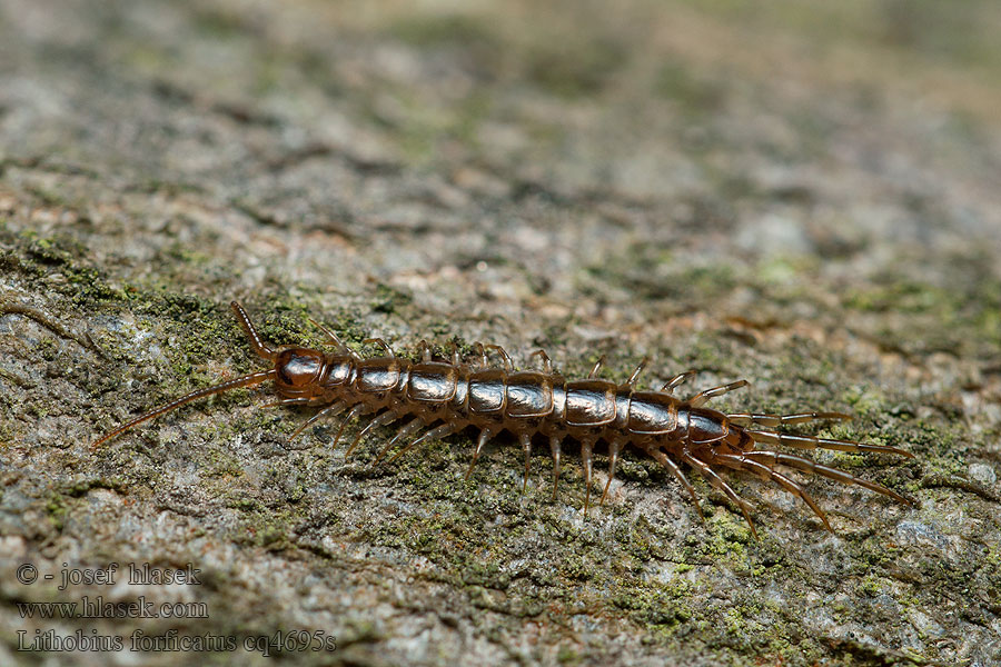 Stonožka škvorová Lithobius forficatus