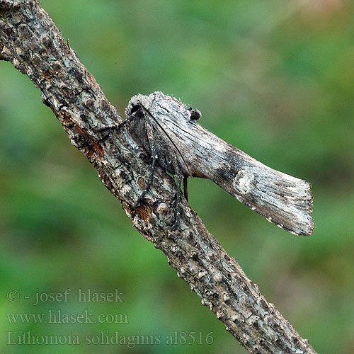 Grått mantelfly Lithomoia solidaginis Golden-rod Brindle