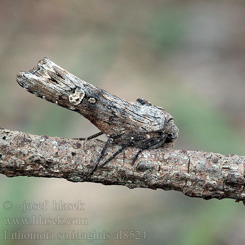 Lithomoia solidaginis Golden-rod Brindle Rollflügel-Holzeule