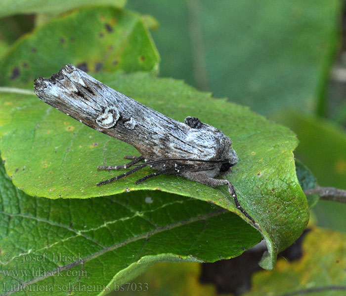 Lithomoia solidaginis Golden-rod Brindle