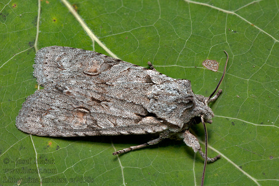 Dřevobarvec březový Lithophane furcifera