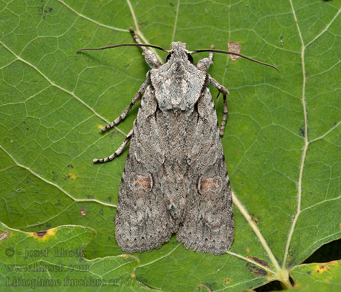 Gaffeltecknat träfly Lithophane furcifera