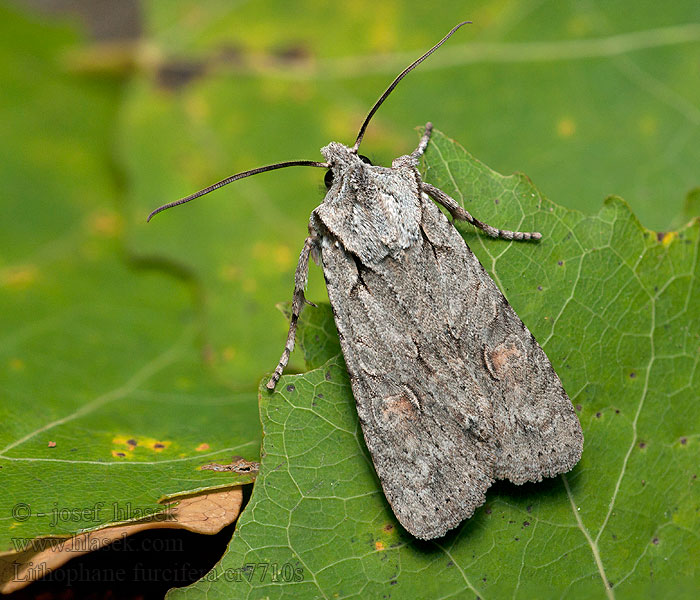 Lithophane furcifera