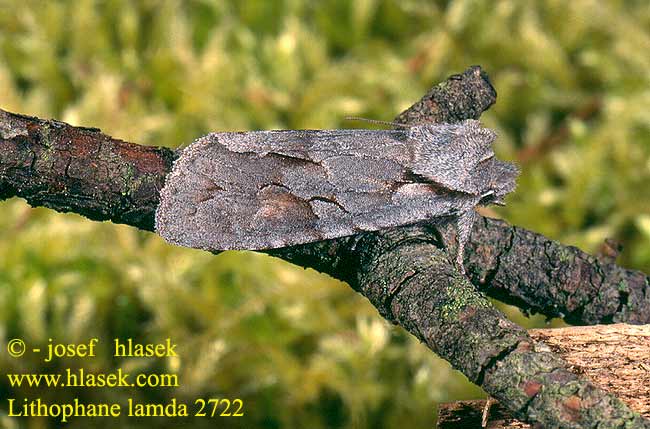 Lithophane lamda Gagelstrauch-Moor-Holzeule Dřevobarvec vlochyňový