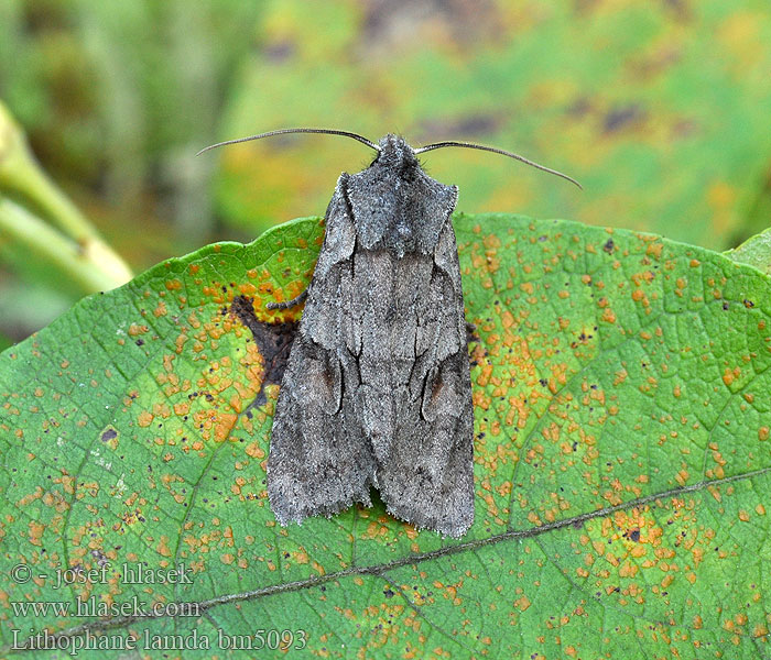 Lithophane lamda Gagelstrauch-Moor-Holzeule