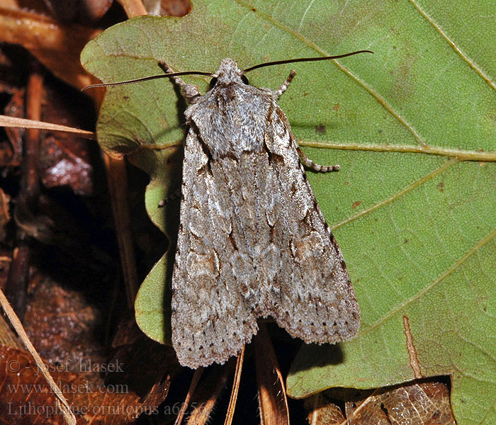 Lithophane ornitopus Vitgrått träfly