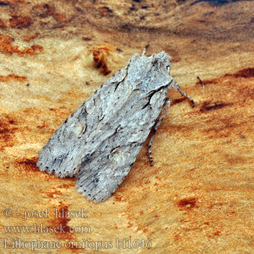 Vitgrått träfly Lithophane ornitopus Grey Shoulder-knot Holzeule