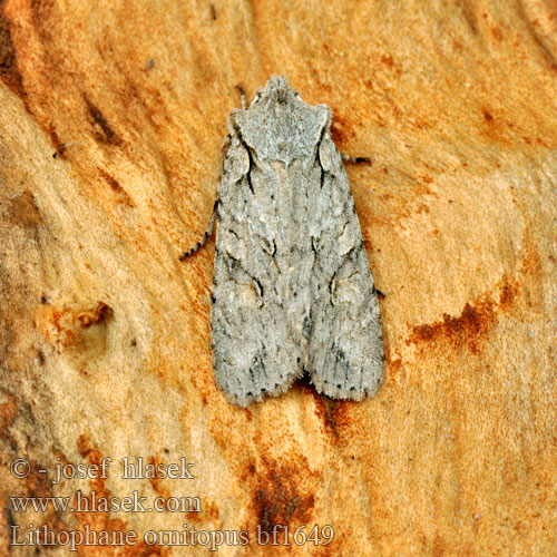 Grey Shoulder-knot Holzeule Dřevobarvec lesní Vaalea puuyökkönen