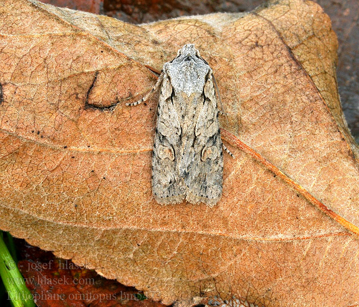 Lithophane ornitopus Xyline Chêne