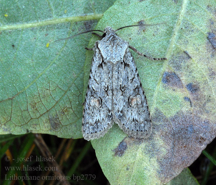 Lithophane ornitopus Holzeule Vaalea puuyökkönen