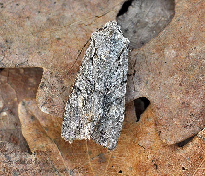 Grey Shoulder-knot Holzeule Lithophane ornitopus