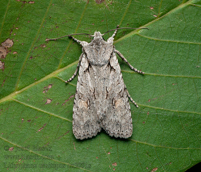 Lithophane ornitopus