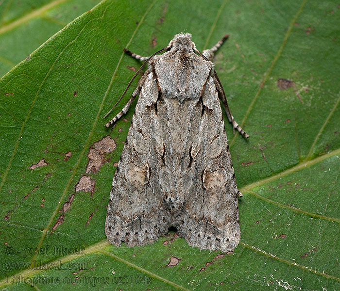 Lithophane ornitopus