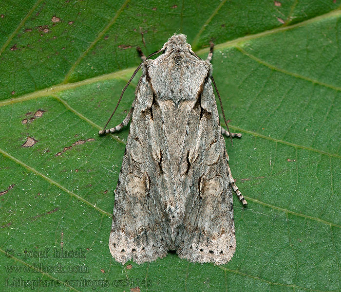 Lithophane ornitopus