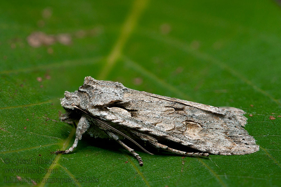 Lithophane ornitopus