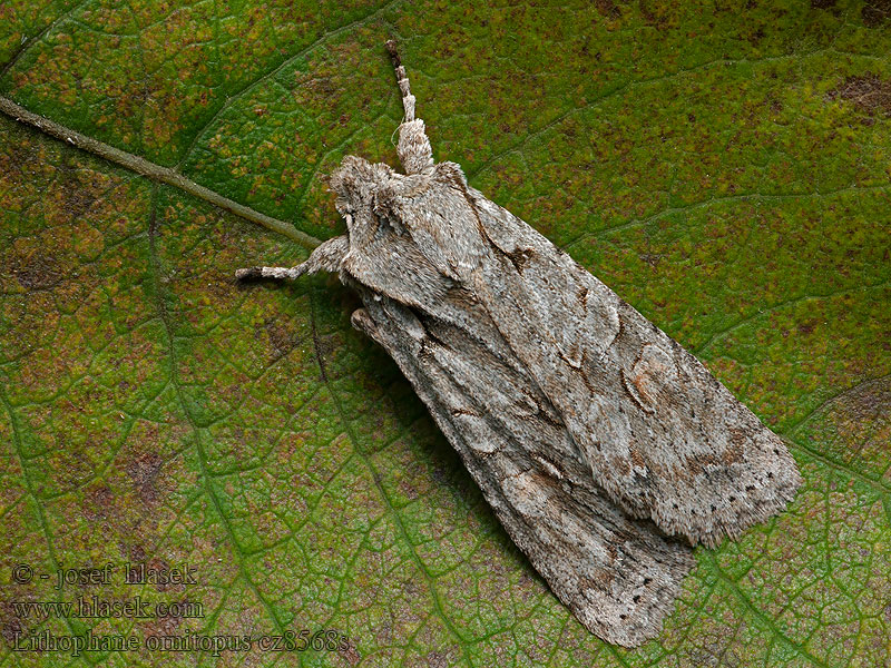 Lithophane ornitopus