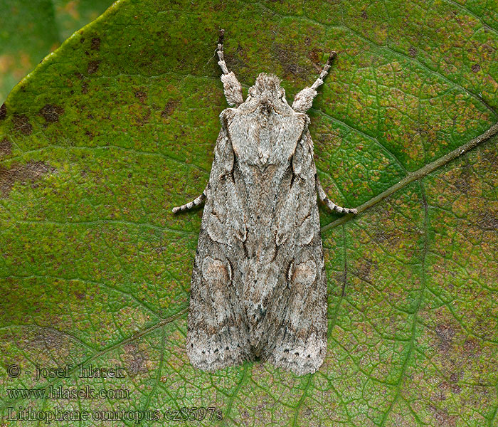 Lithophane ornitopus