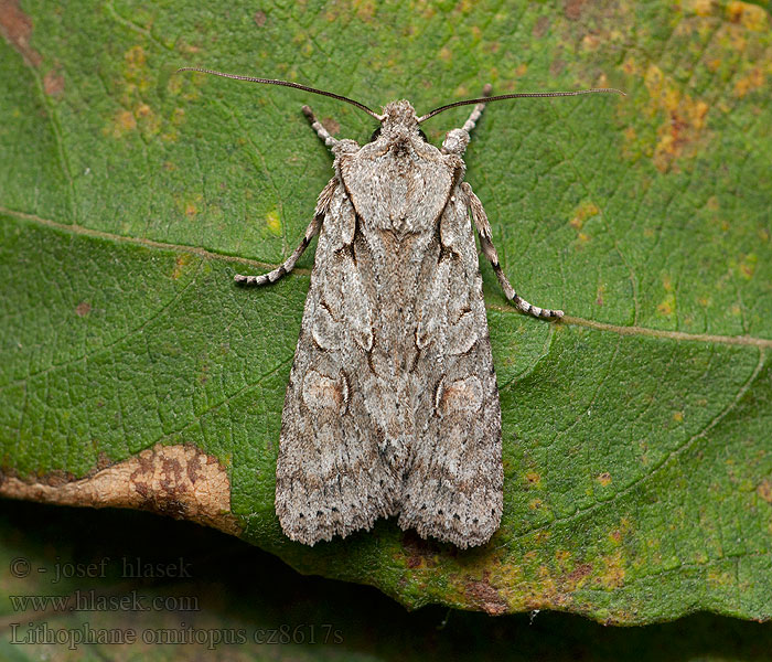 Lithophane ornitopus