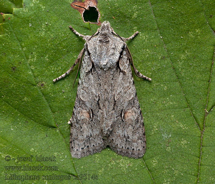 Lithophane ornitopus