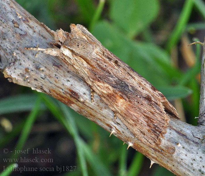 Lithophane socia Pale pinion moth Xyline pétrifiée