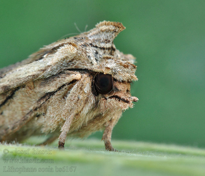 Pale pinion moth Lithophane socia