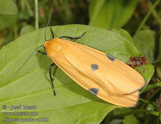 Lithosia quadra Лишайница четырехпятнистая шелкопряд