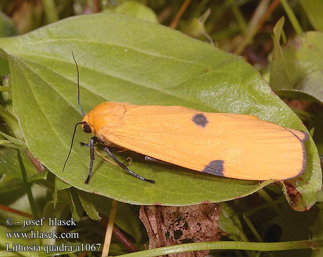 Lithosia quadra Lithosie quadrille Viervlakvlinder ヨツボシホソ