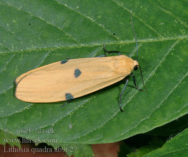 Lithosia quadra Four-spotted Footman Vierpunkt-Flechtenbär Stahlmotte