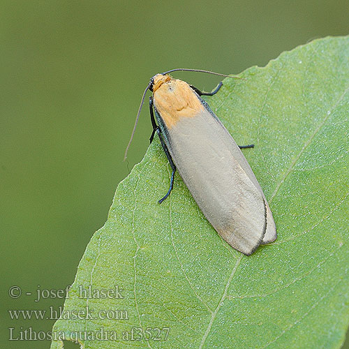 Lithosia quadra  Stor lavspinnare lavspinner Isokeltasiipi Four-spotted Footman