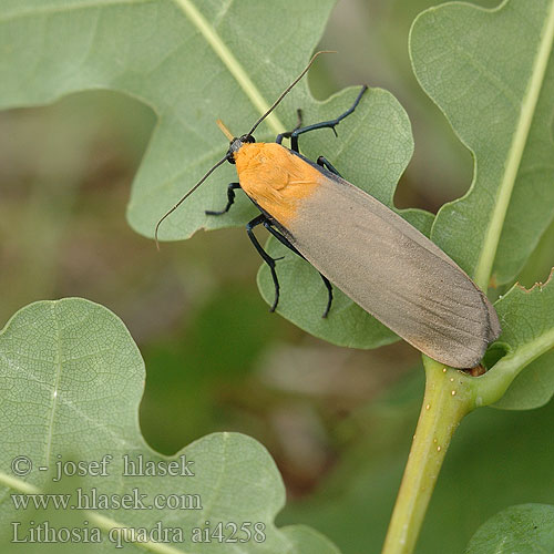 Lithosia quadra Four-spotted Footman Vierpunkt-Flechtenbär Lišejníkovec čtveroskvrnný