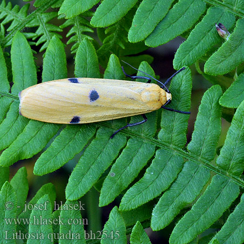 Stor lavspinnare lavspinner Isokeltasiipi Lithosia quadra Four-spotted Footman