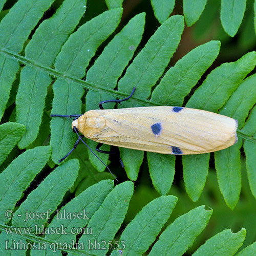 Four-spotted Footman Vierpunkt-Flechtenbär Stahlmotte Lišejníkovec čtveroskvrnný