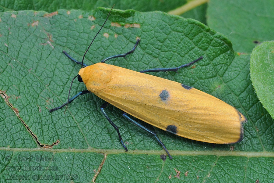 Four-spotted Footman Lithosia quadra