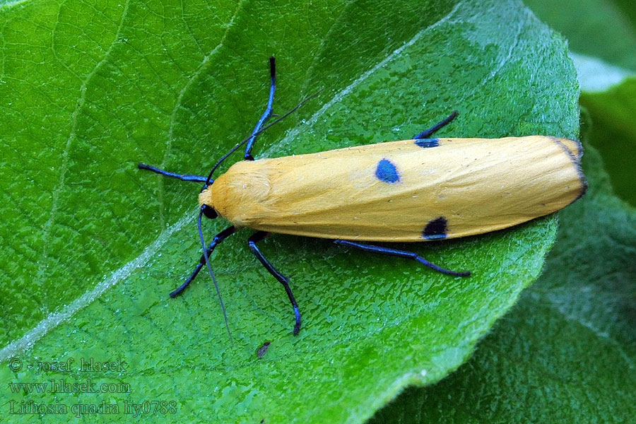 Vierpunkt-Flechtenbär Stahlmotte Lithosia quadra