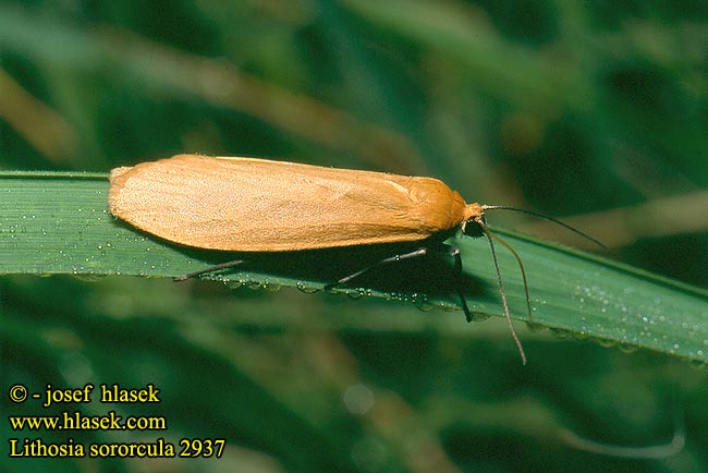 Eilema sororcula Lithosia Orange Footman Lišajníkovec lesný