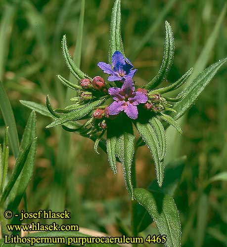 Lithospermum purpurocaeruleum Purple gromwell Pourpre Grémil bleu