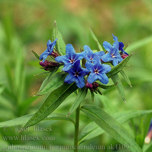 Blauw parelzaad Litospermo rosso blu Purpurblauen Steinsame