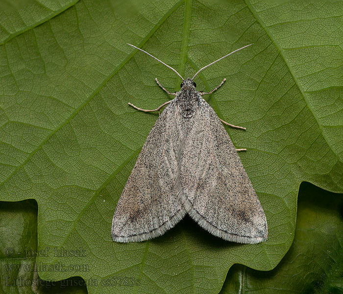 Grey Carpet Piadivka sivá Phalène argentée Lithostege griseata