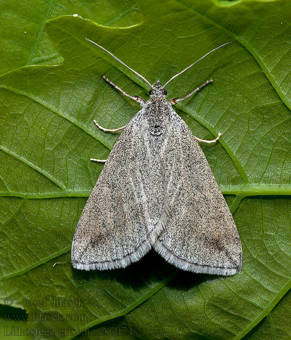 Sophienkrautspanner Grey Carpet Lithostege griseata