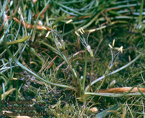 Litorella uniflora Shoreweed Strandbo Raani Littorelle des lacs