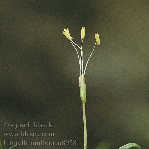 Прибрежница одноцветковая озерная Littorella uniflora Shoreweed