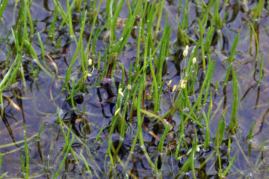 Littorella uniflora