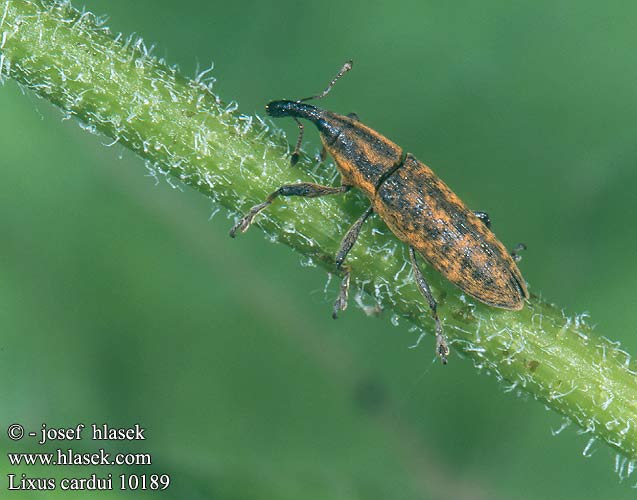 Lixus cardui 10189 UK: Stem-boring Weevil PL: Kulczanka kosaćcówka RU: Долгоносик