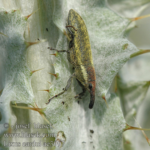 Lixus cardui ae3997 UK: Stem-boring Weevil PL: Kulczanka kosaćcówka RU: Долгоносик