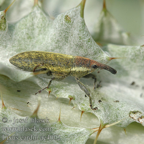 Lixus cardui ae4002 UK: Stem-boring Weevil PL: Kulczanka kosaćcówka RU: Долгоносик