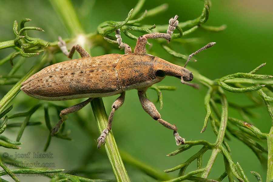 Lixus ochraceus