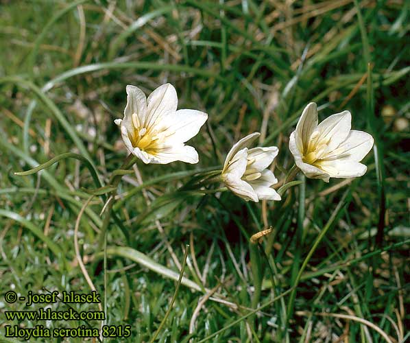 Lloydia serotina Snowdon alpine alp lily Snowdon lelie Falangio alpino